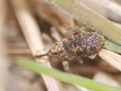 Dorytomus longimanus