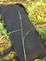 Melica subulata
