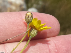 Ursinia punctata