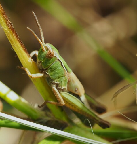 Common green grasshopper