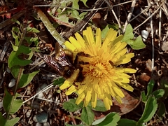 Bombus mckayi