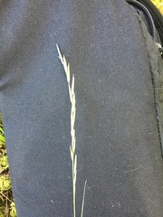 Melica subulata