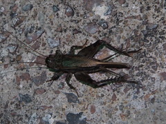 Loxoblemmus