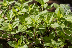 Stellaria bungeana