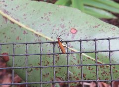 Stenoderus concolor