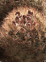 Echinomastus intertextus dasyacanthus