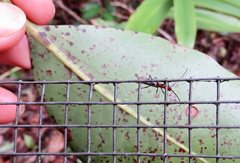 Stenoderus concolor