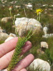Ursinia punctata