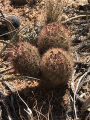 Echinomastus intertextus dasyacanthus