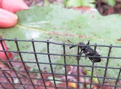 Isacantha rhinotioides