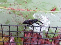 Isacantha rhinotioides