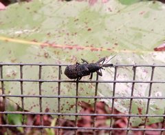 Isacantha rhinotioides