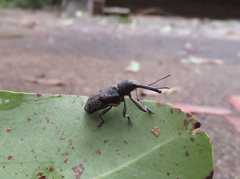 Isacantha rhinotioides
