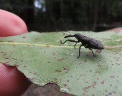 Isacantha rhinotioides