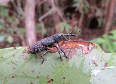 Isacantha rhinotioides