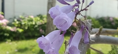 Jacaranda obtusifolia