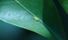 Graphocephala idonea