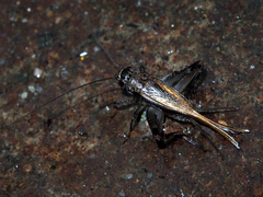 Loxoblemmus