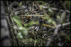 Thamnophis sirtalis tetrataenia