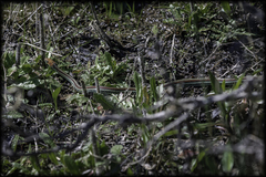 Thamnophis sirtalis tetrataenia