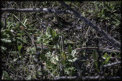 Thamnophis sirtalis tetrataenia