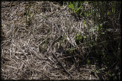 Thamnophis sirtalis tetrataenia