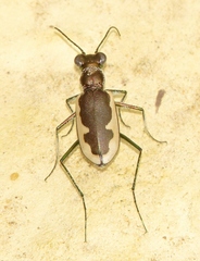Eunota circumpicta