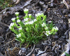 Cherleria biflora