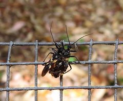 Catasphactes coprias