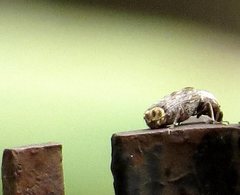 Ancylotropis waterhousei