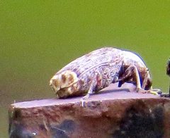 Ancylotropis waterhousei