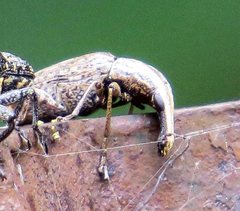Ancylotropis waterhousei