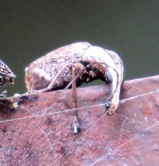 Ancylotropis waterhousei