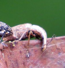 Ancylotropis waterhousei