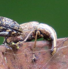 Ancylotropis waterhousei