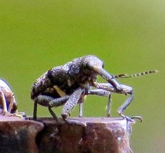 Isacantha rhinotioides