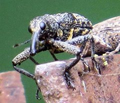 Isacantha rhinotioides