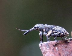 Isacantha rhinotioides