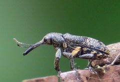 Isacantha rhinotioides