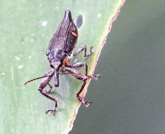 Rhinotia bidentata