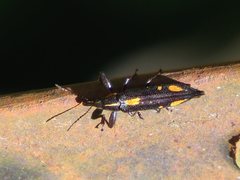 Rhinotia plagiata
