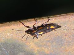 Rhinotia plagiata