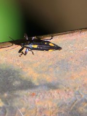Rhinotia plagiata