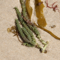 Caulerpa lentillifera