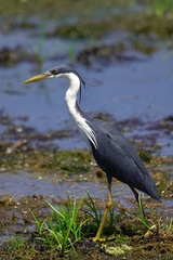 Egretta picata