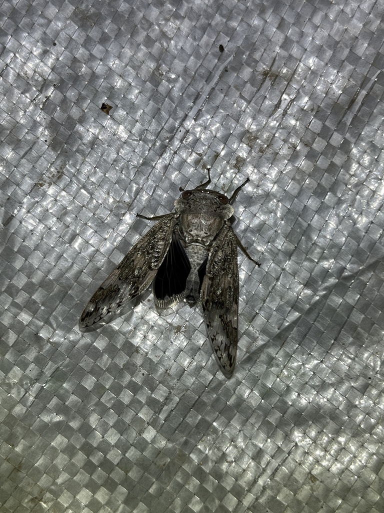 Planopleura yayeyamana