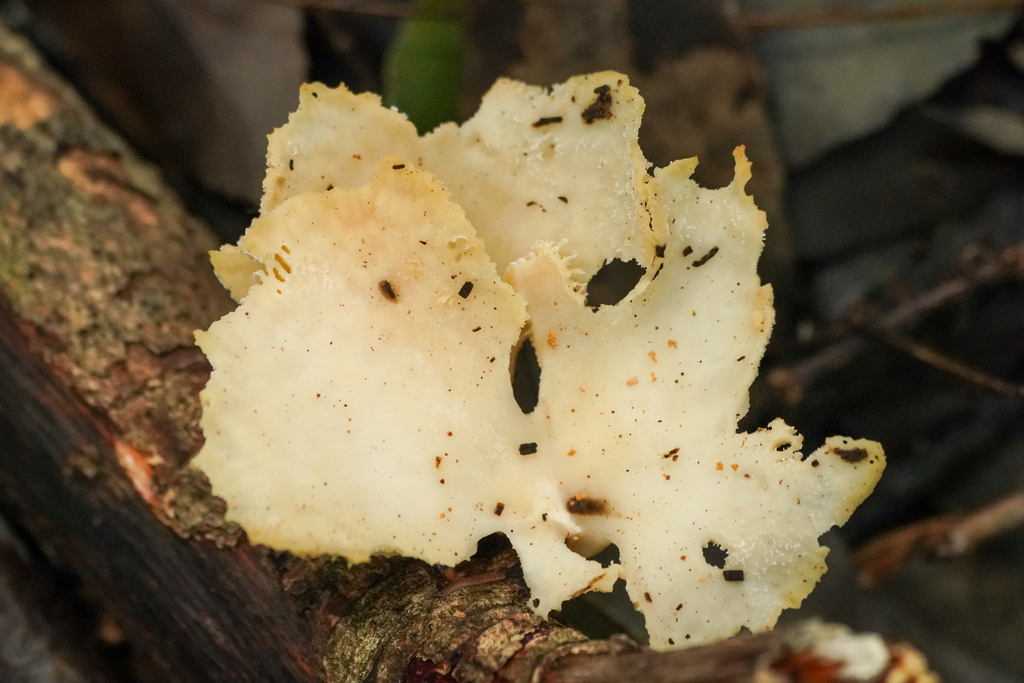 Neofavolus alveolaris · June 2024 · photo: © tbc_watanabe (iNaturalist, cc-by)