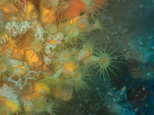 Yellow Cluster Anemone