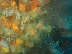 Yellow Cluster Anemone