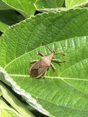 Homoeocerus marginiventris